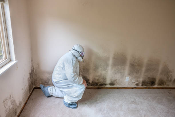 Best Attic Mold Remediation in New Franklin, OH
