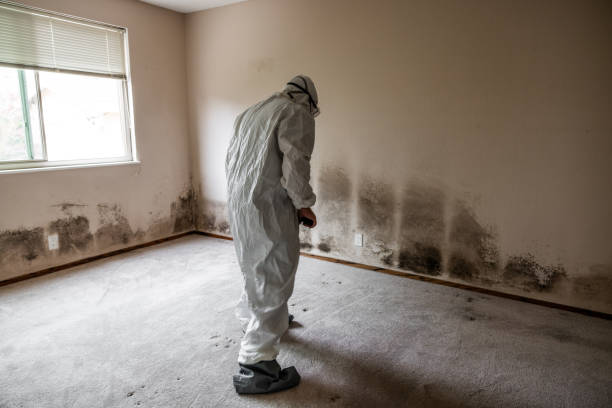 Best Emergency Mold Remediation in New Franklin, OH